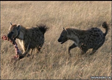 Para ilmuwan berhasil menterjemahkan arti suara tawa yang dihasilkan seekor hyena