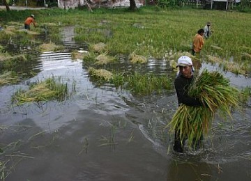 Sawah terkena banjir