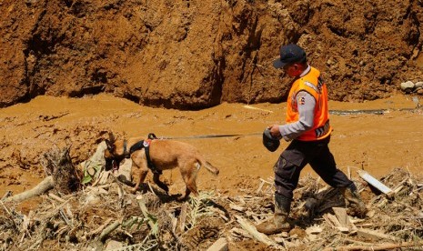  Seorang petugas penyelamat, menggunakan anjing pelacak, untuk mencari jenazah korban longsor di Dusun Jemblung, Desa Sampang, Kecamatan Karangkobar, Banjarnegara, Jateng, Senin (15/12). (Antara/Idhad Zakaria)