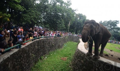   Sejumlah warga melihat Gajah Sumatera di Taman Marga Satwa Ragunan, Jakarta Selatan, Kamis (25/12). (Republika/Raisan Al Farisi)