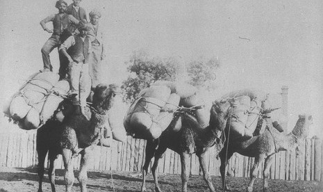  Unta membawa terigu yang dikendarai oleh penunggang unta dari Afghanistan di Queensland Barat. (foot : George Grill. Courtesy of the State Library of NSW) 