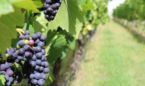   Anggur jenis Pinot noir grapes siap dipanen di Puddleduck Vineyard di Dekat Coal River Valley dekat Hobart.  (ABC News/Jane Ryan) 