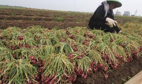   Petani bawang merah di desa Majakerta, Balongan, Indramayu, Jawa Barat.