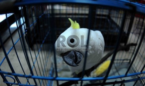 Burung Kakatua Jambul Kuning milik warga yang berada di Posko Save Kakatua Jambul Kuning di kantor Kementerian Lingkungan Hidup dan Kehutanan, Jakarta, Ahad (10/5). (Republika/Agung Supriyanto)