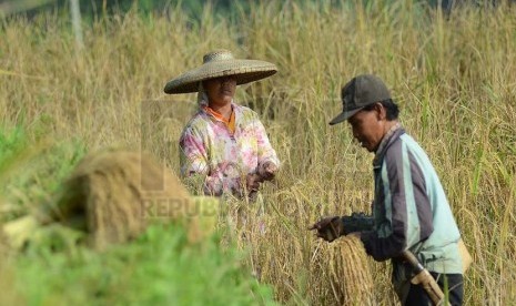   Penduduk kasepuhan Ciptagelar memanen padi menggunakan ani-ani pada  Perjalanan Budaya Kasepuhan Adat Ciptagelar dan Kampung Adat Ciptarasa 2015 di Kabupaten Sukabumi yang digelar Disparbud Jabar, Senin (18/5). (Republika/Edi Yusuf)