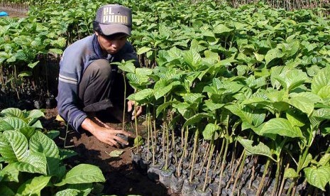 Seorang warga menata pohon sengon (Albizia chinensis) yang akan dijual sebagai tanaman penghijauan di Bogor.