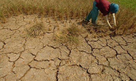 Buruh tani memanen padi di areal sawah yang mengering Desa Kertaraharja, Ciamis, Jawa Barat, Jumat (7/8). 