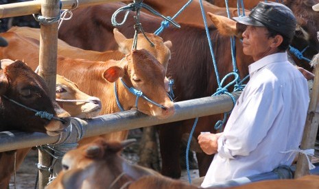 Seorang peternak menjual sapi bakalannya di Pasar Sapi Tumpang, Malang, Jawa Timur.