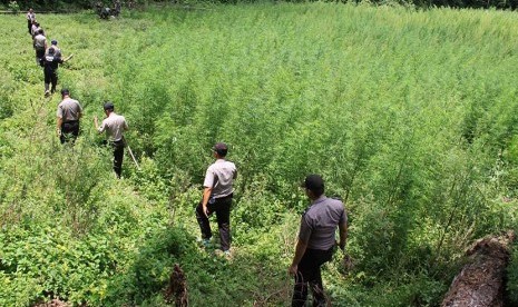  Polisi berjalan menuju ladang tanaman ganja  siap panen di Desa Pulo, Kawasan Pegunungan Seulawah, Aceh Besar, Aceh, Rabu (19/8).  (Antara/Ampelsa)