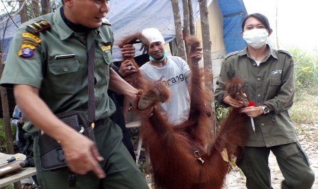  Petugas Balai Konservasi Sumber Daya Alam mengevakuasi seekor Orang utan dewasa yang memasuki permukiman warga di Sampit, Kabupaten Kotawaringin Timur, Kalteng, Selasa (29/9).   (Antara/Norjani)