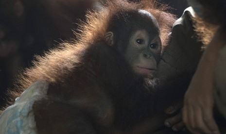 Bayi orang utan bermain di dalam rumah perawatan (nursery) di Yayasan Penyelamatan Orangutan Borneo (BOSF) di Arboretum Nyaru Menteng, Kalimantan Tengah, Senin (5/10).   (Antara/Rosa Panggabean)