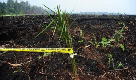 Lokasi lahan gambut yang dibakar di kawasan Nyaru Menteng, Kelurahan Tumbang Tahai, Kecamatan Bukit Batu, Palangka Raya, Kalimantan Tengah, Rabu (28/10).