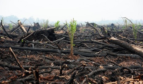 Lokasi lahan gambut yang dibakar di kawasan Nyaru Menteng, Kelurahan Tumbang Tahai, Kecamatan Bukit Batu, Palangka Raya, Kalimantan Tengah, Rabu (28/10).