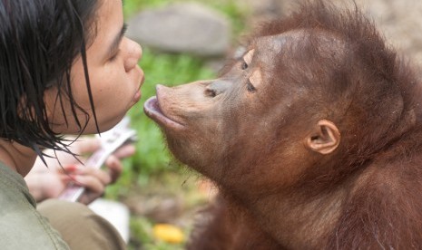 Seorang pengasuh bercanda dengan Orangutan (Pongo pygmaeus wurmbii) asuhannya di Borneo Orangutan Survival Foundation (BOS), Nyaru Menteng, Palangka Raya, Kalteng, Jumat (30/10). (Antara/Saptono)