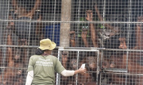 Seorang pengasuh memberi susu kepada sejumlah orangutan (Pongo pygmaeus wurmbii) di Borneo Orangutan Survival Foundation (BOS), Nyaru Menteng, Palangkaraya, Kalteng.