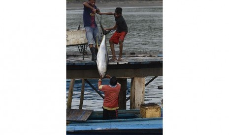  Nelayan membongkar tangkapan ikan tuna di dermaga desa Daeo, Pulau Morotai, Ahad (15/11).   (Antara/Fanny Octavianus)