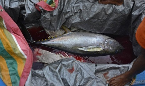  Nelayan membongkar tangkapan ikan tuna di dermaga desa Daeo, Pulau Morotai,  Ahad (15/11).   (Antara/Fanny Octavianus)