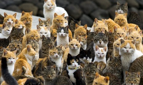   Kumpulan kucing di tepi pantai Pulau Aoshima,  Jepang.  (Reuters/Thomas Peter)