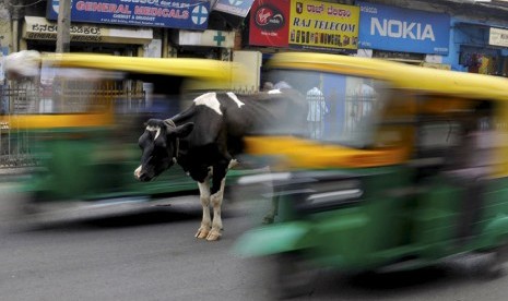  Seekor sapi di tengah keramaian lalu lintas Kota Bengaluru, India. (Reuters/Abhishek N. Chinnappa)