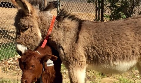 Dora keledai dan Diego seekor anak sapi yang sangat akrab.   (ABC/Chrissy Arthur)