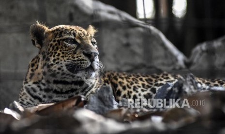 Seekor macan tutul jawa (Phantera pardus melas) berada di kandang Bandung Zoological Garden, Kota Bandung, Jumat (4/10).