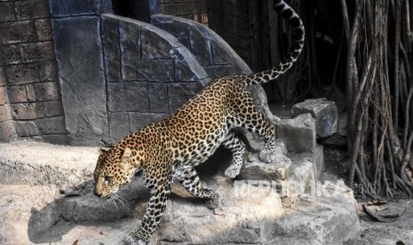 Macan tutul jawa (Phantera pardus melas) semakin sering keluar dari hutan menuju permukiman warga akibat deforestasi.