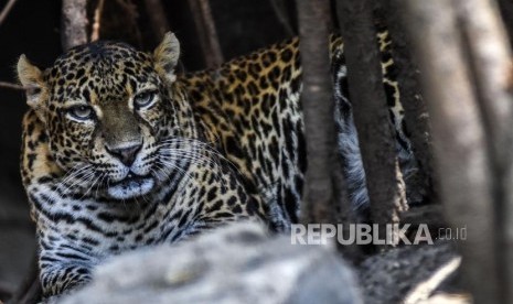 Macan tutul jawa (Phantera pardus melas). Bayi macan tutul yang menjadi bukti kasus penyelundupan satwa mati di kebun binatang.