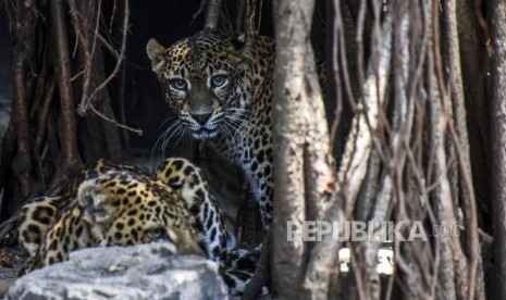 Seekor macan tutul jawa (Phantera pardus melas) berada di kandang Bandung Zoological Garden, Kota Bandung, Jumat (4/10).