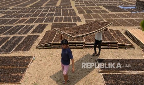 Petani menjemur tembakau di Tuksongo, Magelang, Jawa Tengah. (ilustrasi)