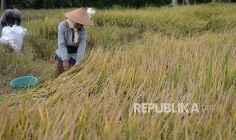 Penyusutan Lahan Pertanian. Petani memanen padi di Sleman, Yogyakarta, Senin (25/11). Menteri Pertanian (Mentan) Syahrul Yasin Limpo meminta jajaran Kepolisian menangani serius dan menangkap para pejabat daerah yang memberikan izin terhadap alih fungsi lahan pertanian. 