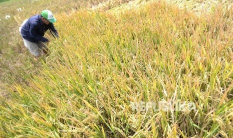 Penyusutan Lahan Pertanian. Petani memanen padi di Sleman, Yogyakarta, Senin (25/11).