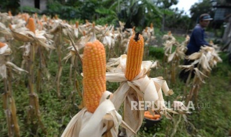 Panen Jagung Bantuan Pemerintah. Jumali, petani memanen jagung di kawasan Depok, Sleman, Yogyakarta, Selasa (3/12).(Republika/ Wihdan)