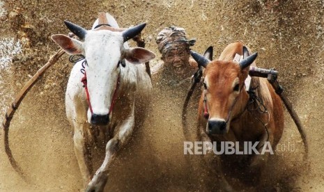 Atraksi Pacu Jawi Ditetapkan Jadi Warisan Budaya Tak Benda. Seorang joki memacu sapinya saat digelar atraksi Pacu Jawi, di Nagari Sungai Tarab, Kab.Tanah Datar, Sumatera Barat, Sabtu (4/1/2020).