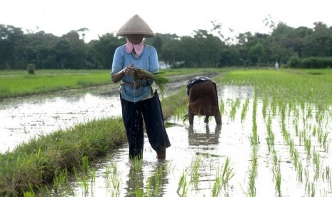 Musim Tanam Pertama. Petani menanam padi Cibogo di area persawahan, Berbah, Sleman, Yogyakarta, Kamis (9/1).