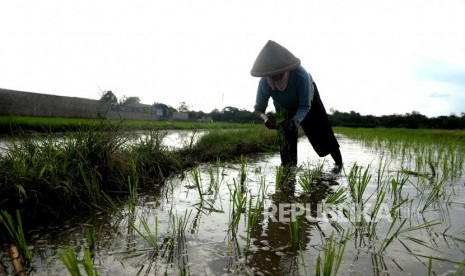 Sebanyak tujuh orang petani di Kabupaten Majalengka, Jawa Barat, tersambar petir (Foto: ilustrasi petani)