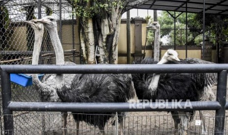 Burung unta (Struthio camelus). Tim peneliti Jepang menciptakan penyaring masker yang dilapisi antibodi burung unta yang menyasar virus penyebab Covid-19 (SARS-CoV-2). Riset terdahulu menunjukkan, burung unta memiliki daya tahan kuat terhadap penyakit.