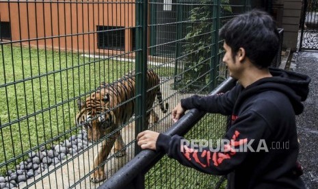 Pemilik penangkaran PT Taman Satwa Eksotik yang juga sepupu artis Raffi Ahmad, Alshad Kautsar Ahmad bermain dengan Harimau Benggala (Panthera tigris) yang diberi nama Eshan di kediamannya di Jalan Kiputih, Ciumbuleuit, Kota Bandung, Kamis (9/1).