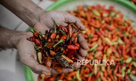 Pedagang memperlihatkan cabai busuk yang telah disortir di Pasar Gondangdia, Jakarta, Sabtu (11/1).