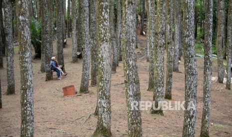 Ecowisawa Pinus Mangunan. Wisatwan mengujungi kawasan wisata Pinus Mangunan, Bantul, Yogyakarta, Ahad (12/1).(Republika/ Wihdan)