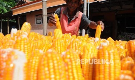 Petani menjemur jagung yang baru dipanen di Desa Galis, Pamekasan, Jawa Timur, Selasa (14/1/2020).