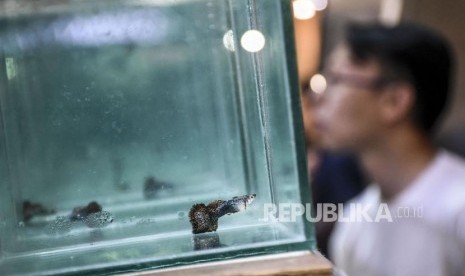 Juri menilai ikan gupi (Poecilia reticulata) yang diikutsertakan dalam Kontes Ikan Guppy 2020 di BTC Fashion Mall, Jalan Dr. Djunjunan, Kota Bandung, Ahad (19/1).