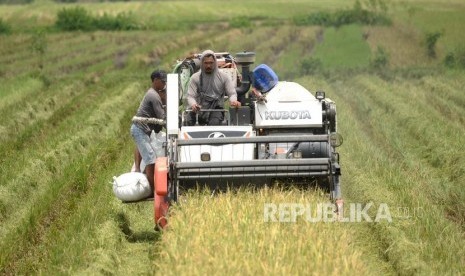 Pekerja memanen padi di persawahan Desa Galur, Kulonprogo, Yogyakarta. Pemerintah Kabupaten Kulon Progo, Daerah Istimewa Yogyakarta, baru mampu mencetak sawah baru rata-rata 50 hektare per tahun.