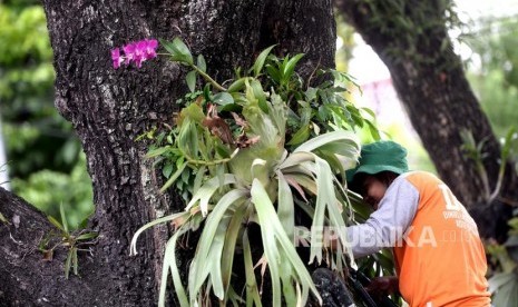 Taman Biodiversitas Kembalikan Anggrek Alam Spesies Meratus (ilustrasi).