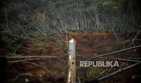 Kondisi hutan yang terdampak longsor di Desa Cileuksa, Kecamatan Sukajaya, Kabupaten Bogor, Jawa Barat.