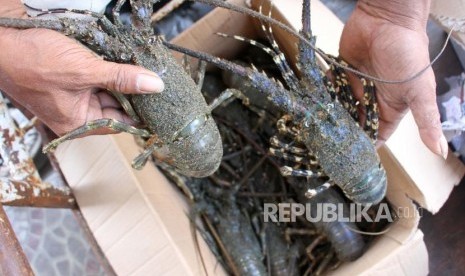 Warga menunjukkan lobster hasil tangkapan nelayan di pesisir Pantai Meulaboh, Aceh Barat, Aceh, Rabu (19/2/2020).