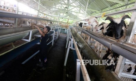 Pengembangan Domba di Peternakan Modern. Petugas memberikan pakan domba di Sinatria Farm, Sleman, Yogyakarta, Kamis (27/2).