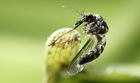 Nyamuk Aedes Aegypti.