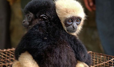 Bayi Sarudung (Hylobates lar, kanan) dan Siamang (Symphalangus syndactylus) berada di atas kandang ketika diserahkan ke kantor BBKSDA Sumatera Utara, di Medan, Senin (29/2). (Antara/Irsan Mulyadi)