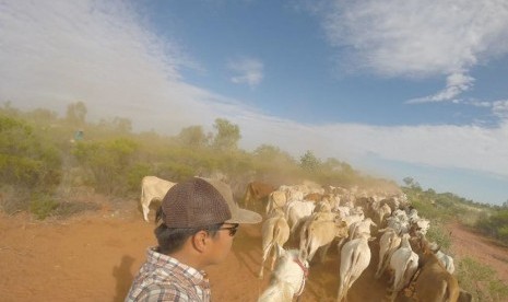  Mahasiswa Universitas Brawijaya Abiyoga Pamungkas menggiring sapi di Peternakan Helen Springs.  (foto : Australiaplus.com)