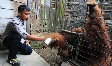 Direktur Yayasan Orangutan Sumatera Lestari - Orangutan Information Centre (YOSL-OIC) Panut Hadisiswoyo melihat kondisi Orang utan Sumatra (Pongo abelii) yang dipelihara warga ketika akan dilakukan penyitaan bersama pihak BBKSDA Sumut di Kabanjahe, Karo, S